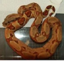 female hypo pastel boa